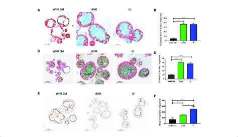 Phenotypic Characterization Of Mucus And Goblet Cells In Human