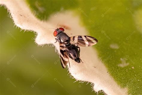 Mosca Alada Adulta Da Família Ulidiidae Download Designi