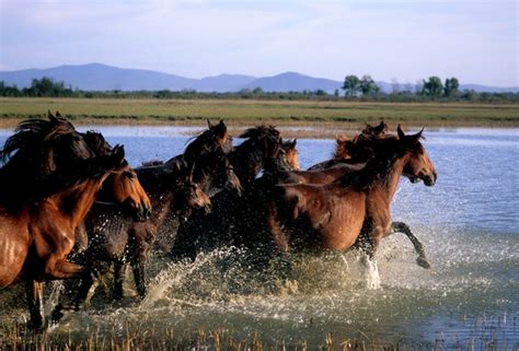 Qui Maremma Toscana La Galleria Di Immagini Della Provincia Di