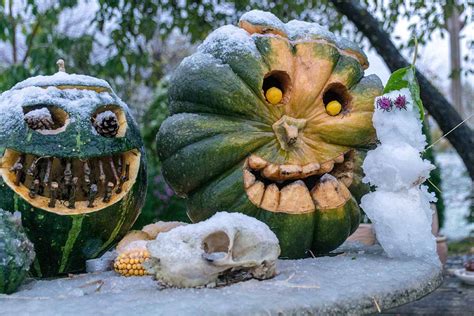 How To Turn Green Pumpkins Orange After Vines Die