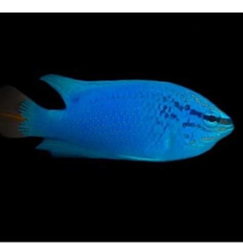 orange tail damsel  marine aquatics