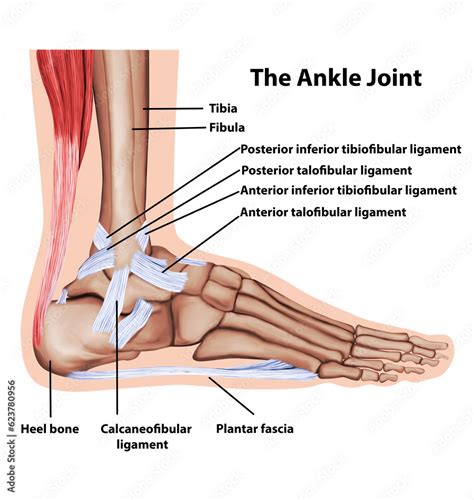 Ankle joint tendons ankle joint foot anatomy medical illustration Stock ...