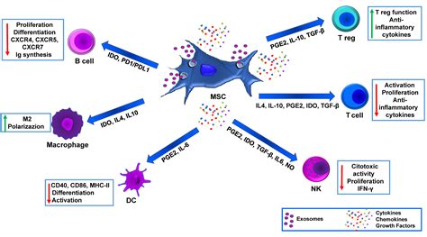 Biomedicines Free Full Text Mesenchymal Stem Cell In Pancreatic