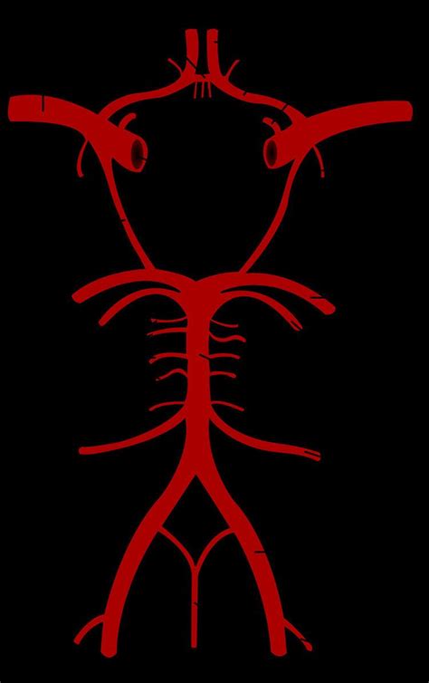 Pontine Arteries Alchetron The Free Social Encyclopedia