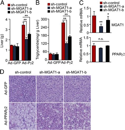 Knockdown Of Mgat Expression Improves Hepatic Steatosis In