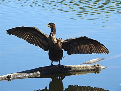 Double Crested Cormorant Jonathan M Flickr