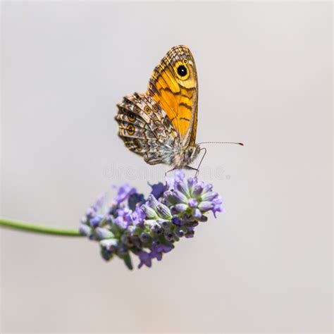 Borboleta Marrom Da Parede Foto De Stock Imagem De Exterior 54433538