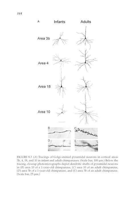 Synaptogenesis And Development Of Pyramidal Neuron Dendritic