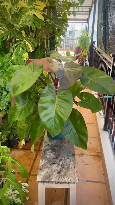 Philodendron Royal Queen Expert Care Guide