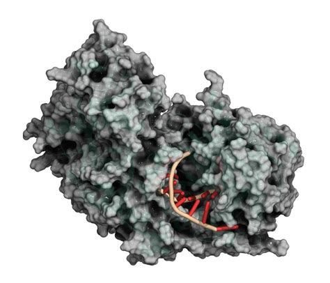 探索·收获！nature专题报道南京大学张辰宇教授细胞外rna研究进展手机新浪网