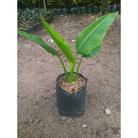 Jual Bibit Tanaman Pisang Kipas 100cm Shopee Indonesia