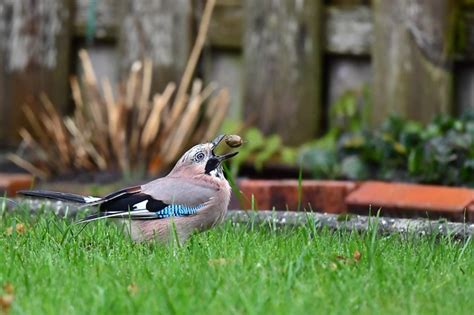 Free Blue Jay Bird Images Pixabay