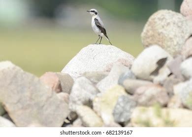 147 Northern Wheatear Nest Images, Stock Photos, 3D objects, & Vectors ...