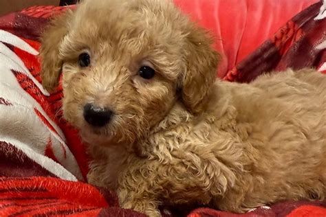 Kyra Malti Poo Puppy A5CC89 Pawrade