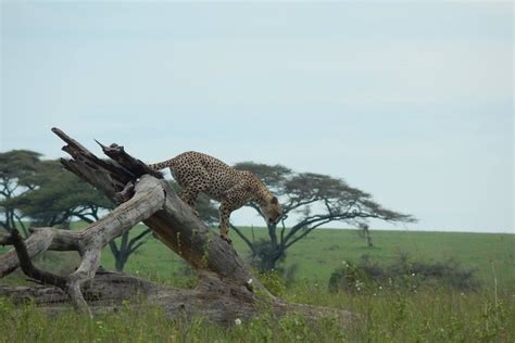 Days Mid Range Lodge Safari To Lake Manyara Serengeti