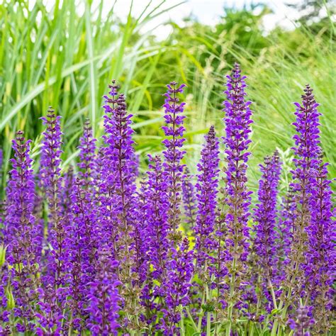 Sage Seeds - Meadow Sage | Flower Seeds | Eden Brothers
