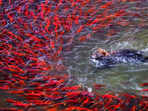 Wildlife Photographer Of The Year Exhibition Opens In Wolverhampton