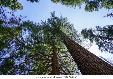 Integrity Trees Green Forest Stock Photo 1502724953 Shutterstock