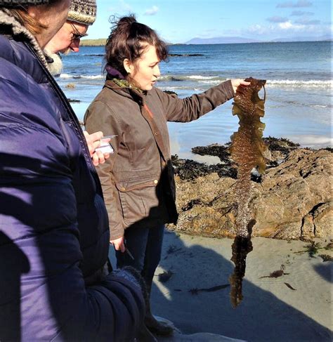 Action 4 – Make a seaweed fertilizer | Connemara Green