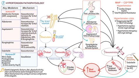 Cardiovascular System Hypertension Pathophysiology Draw It To Know It