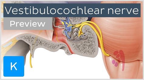 Vestibulocochlear nerve: anatomy and function (preview) - Human ...