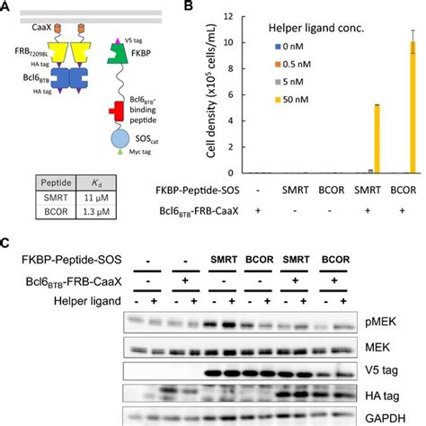 Detecting Interactions Between Bcl6btb And Its Binding Peptides By