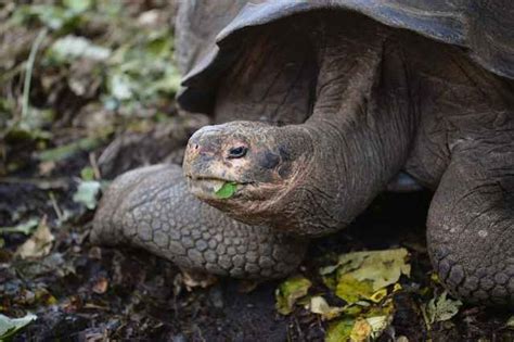 Hallan en Galápagos nueva especie de tortuga gigante tras estudio de