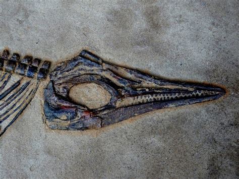 Fossil,fossils,dinosaur,dinosaurs,skull - free image from needpix.com