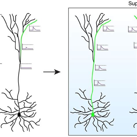 Functional Properties Of Human Pyramidal Neurons The Length Of The