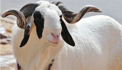 Indigenous Sheep Breeds In Nigeria And Their Features