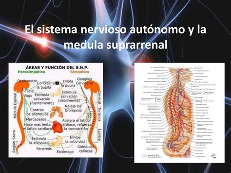 solution uta fisioterapia neuroanatom  sistema nervioso autonomo