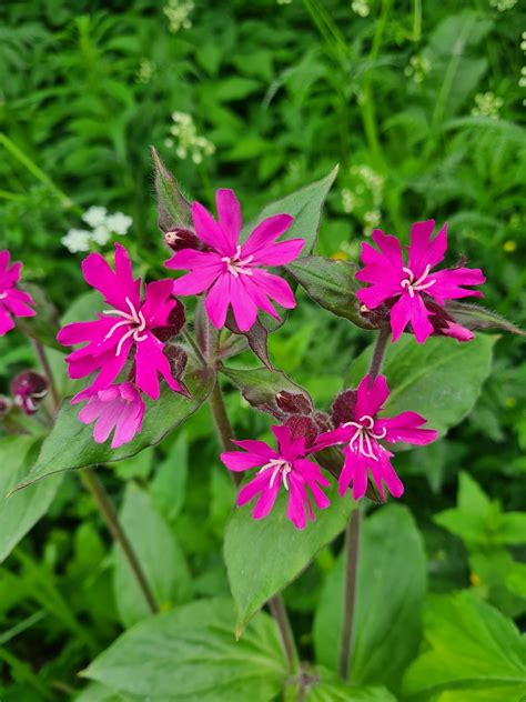 Blomster Langs Min Vei Linda Beate Sollie Flickr