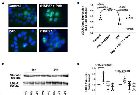 Hsp27 Heat Shock Protein 27 Upregulates Ldlr Low Density Lipoprotein