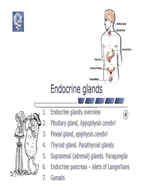 11 Endocrine Glands Endocrine System Thyroid