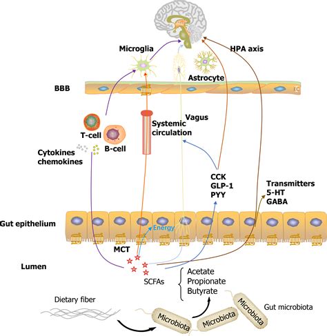 Spontan Pendule Aqueux Short Chain Fatty Acids Microbiome Cahier De