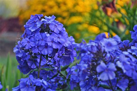 'Blue Paradise' tall garden phlox - Vinland Valley Nursery