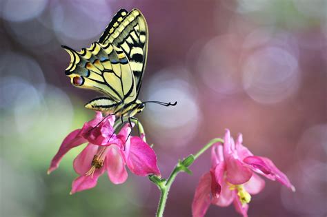 Swallowtail Butterfly Hd Flower Insect Macro Butterfly Hd