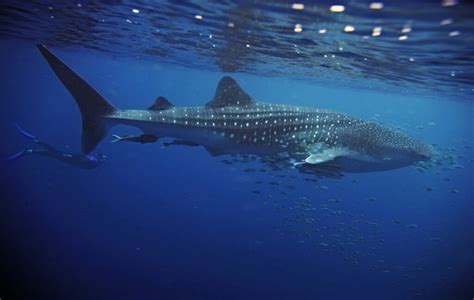 Best Scuba Diving in Maldives | Whale Sharks and Ship Wrecks