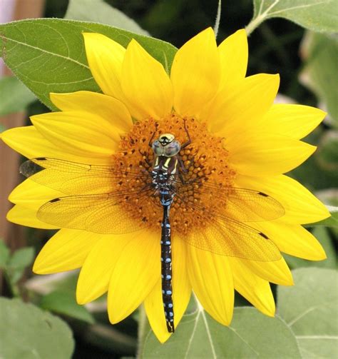 15 best images about Sunflowers and Dragonflys on Pinterest | Sunflower ...