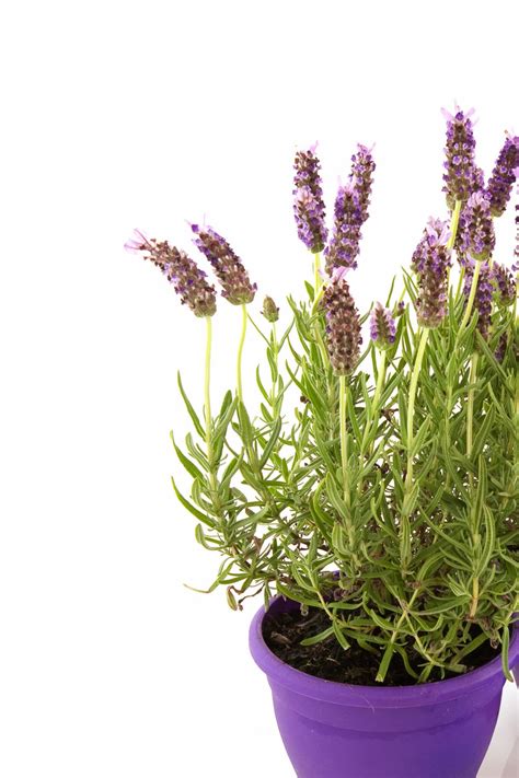 Growing Lavender in Pots Year Round - The tips You need!