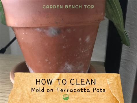 Mold On Terracotta Pot Why It Develops Getting Rid Of It