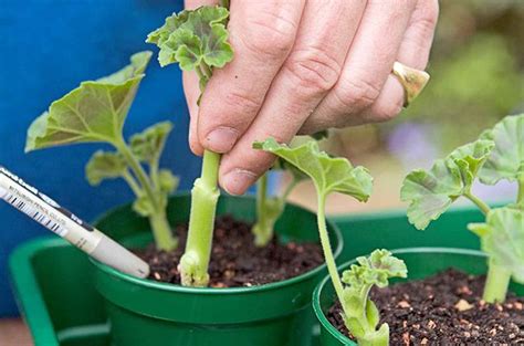 Cómo reproducir geranios por esquejes Tagli di vegetali Idee di