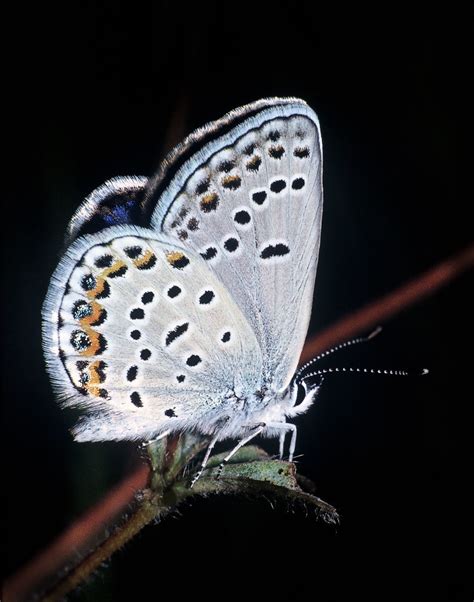 Karner Blue This The Karner Blue Butterfly Lycaeides Meli Flickr