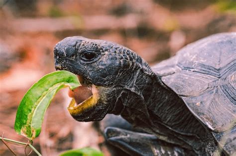 Os 6 Principais Tipos De Tartarugas Domésticas