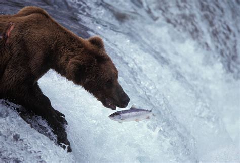 Grizzly Bear Fishing Joel Sartore