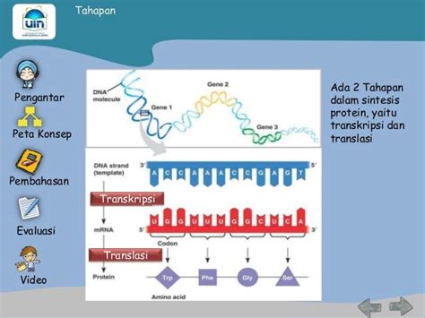 Sintesis Protein