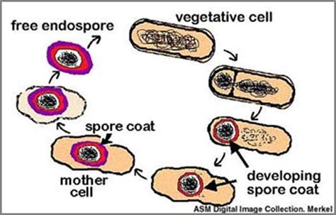 Spore forming bacteria แบคทเรยทสรางสปอร Food Wiki Food