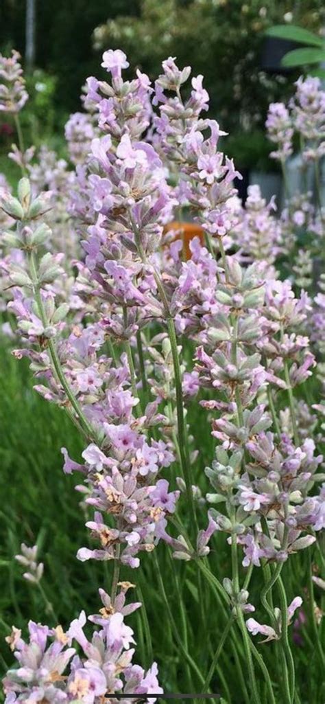 Se Produkter Som Liknar S Llsynta Lavandula Angustifo P Tradera