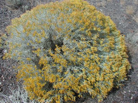 Plants of the Oregon High Desert - A Mountain Hearth