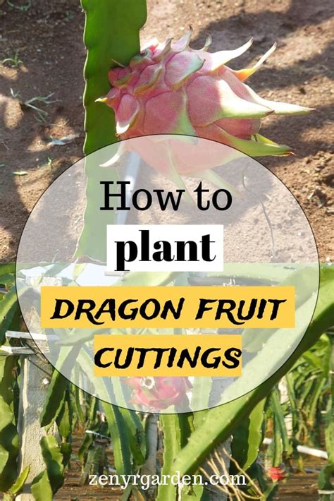 Beginner S Tips For Growing Dragon Fruit Cuttings How To Grow Dragon Fruit Dragon Fruit Cactus